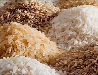 الأرز المغذي2-2023022